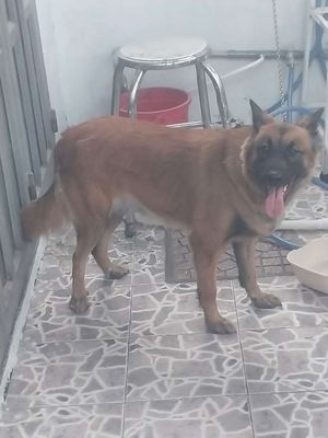 Chó cái 3 tuổi màu Nâu