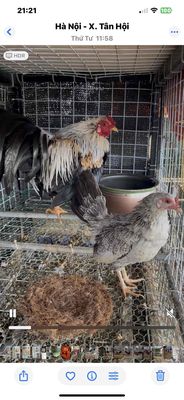 CHUỐI BẮC TRỐNG ĐÚC. Mua bán Gà tại Huyện Đan Phượng Hà Nội được đăng bởi Mê Gà Trại