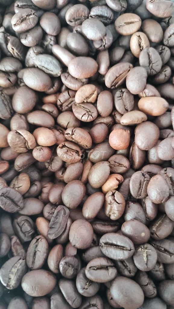 Cà phê hạt Robusta Arabica. Mua bán Đồ ăn, thực phẩm và các loại khác tại Thành phố Nha Trang Khánh Hòa được đăng bởi Nguyễn Thảo hình 1
