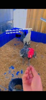 bán cặp gà vảy cá siêu dạng siêu dể thương. Mua bán Gà tại Huyện Cầu Ngang Trà Vinh được đăng bởi Bé Báo