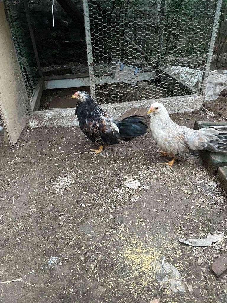 Gà cảnh Đen, Trắng. Mua bán Gà tại Huyện Đan Phượng Hà Nội được đăng bởi Dung Hoang hình 1