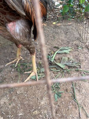 thay lông lên thanh lý cho ae.. Mua bán Gà tại Huyện Nam Sách Hải Dương được đăng bởi Tim Em