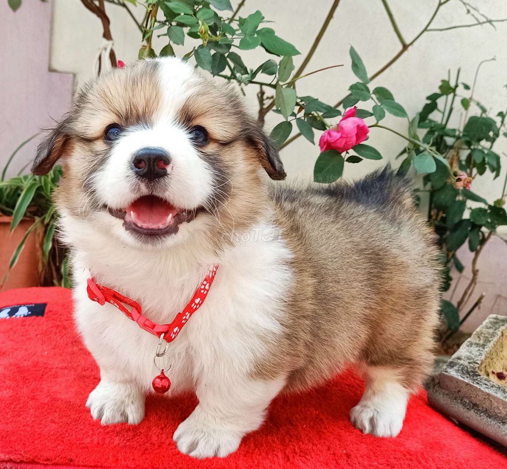 Bé corgi lông dài hóng ba mẹ đón về