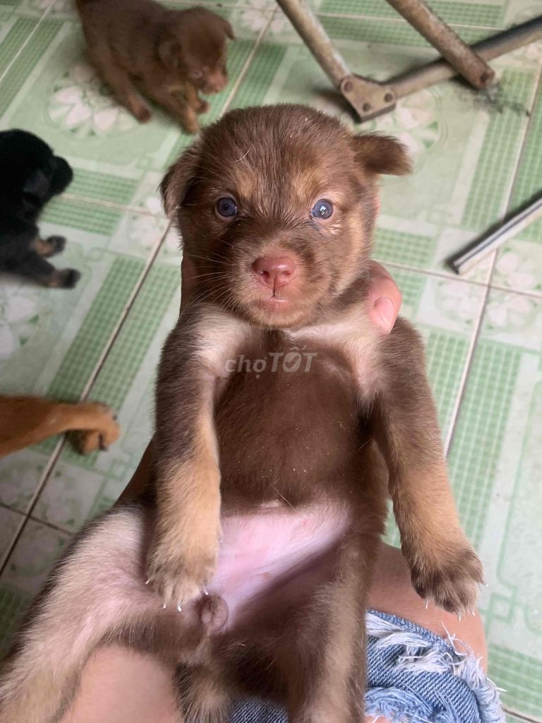 vía chó cỏ