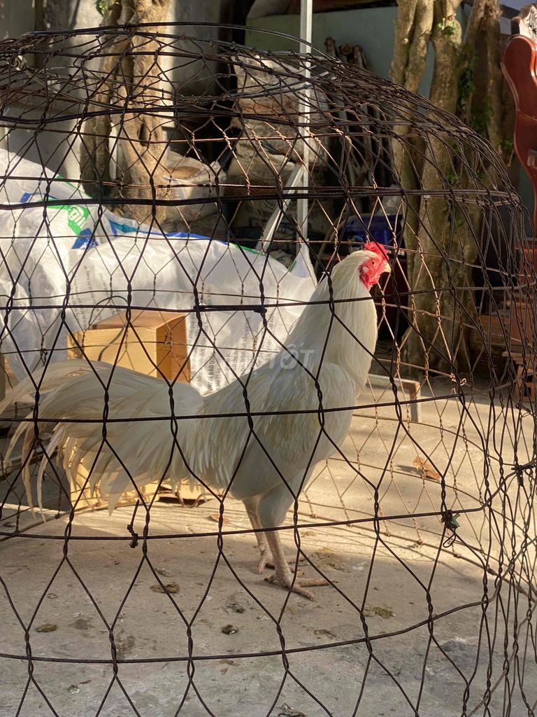 Gà chọi Trắng đực 7 tháng. Mua bán Gà tại Thành phố Rạch Giá Kiên Giang được đăng bởi Khanh Lê hình 1