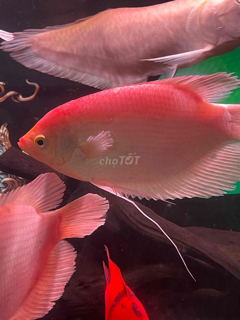 Cá Phát Tài Hồng size 30. Mua bán Thú cưng khác tại Huyện Củ Chi Tp Hồ Chí Minh được đăng bởi Tuấn Bảo hình 1