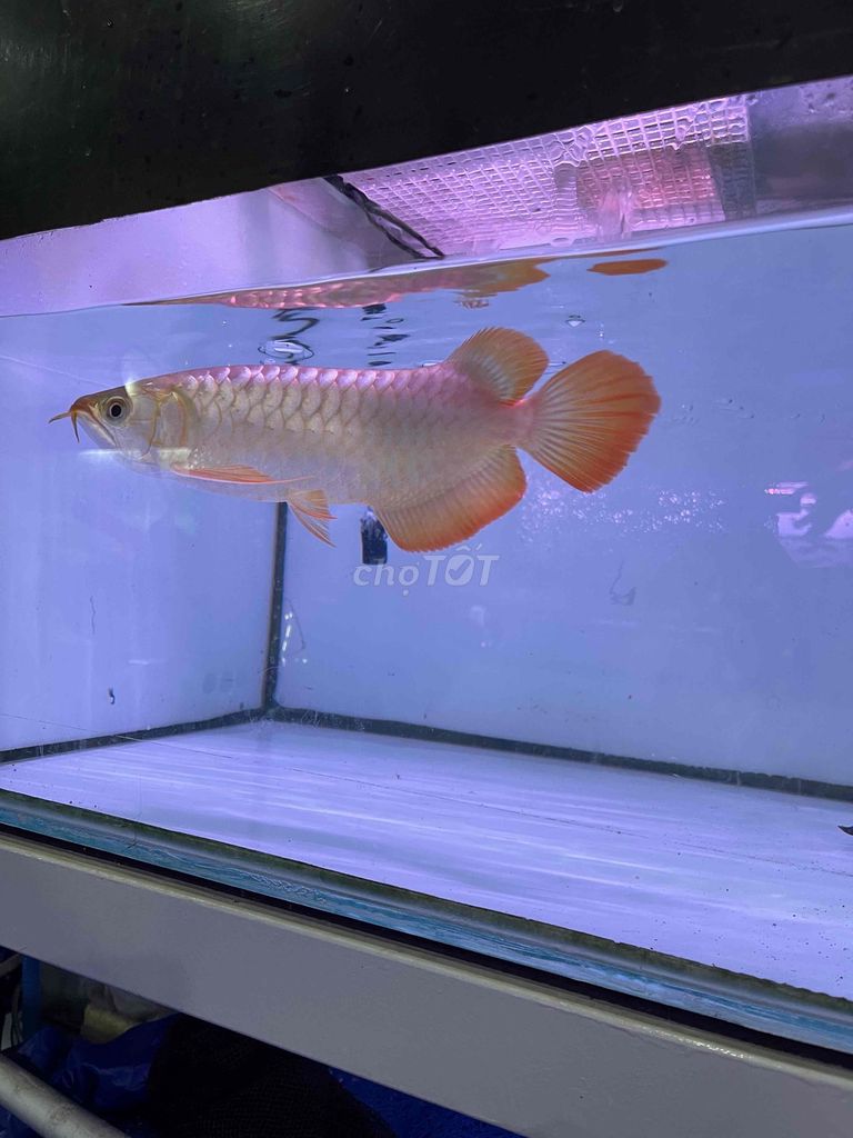 Huyết Long U30. Mua bán Thú cưng khác tại Quận Bình Tân Tp Hồ Chí Minh được đăng bởi Bình hình 4