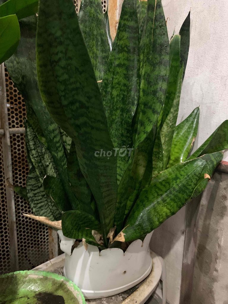 Tôi cần thanh lý  cây lưỡi hổ xanh lùn như hình. Mua bán Cây cảnh, đồ trang trí tại Quận Bình Thạnh Tp Hồ Chí Minh được đăng bởi Thu Huong Cao hình 1
