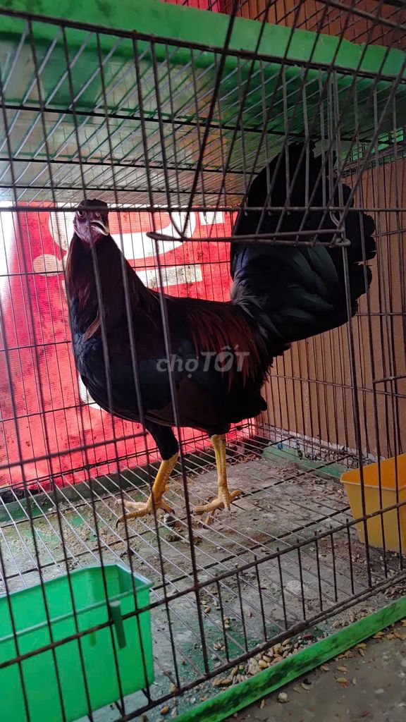 Gà tre Mỹ đực 1.3kg. Mua bán Gà tại Quận Bình Thạnh Tp Hồ Chí Minh được đăng bởi Thành  hình 1