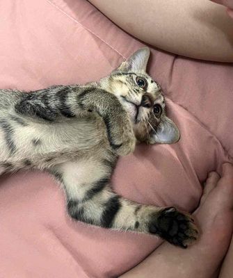 Mèo Mướp Đực Thân thiện, khỏe mạnh