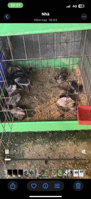 23-24 gà chọi con đẹp. Mua bán Gà tại Quận Bình Tân Tp Hồ Chí Minh được đăng bởi ko ship tỉnh