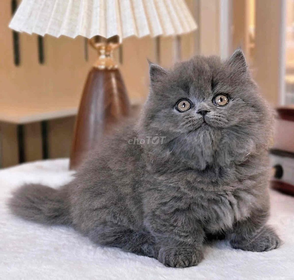 Mèo Munchkin chân ngắn Xám. Mua bán Mèo tại Quận Cầu Giấy Hà Nội được đăng bởi My My hình 1