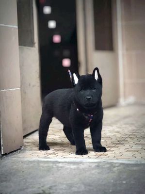 Chó Mông Cộc Đực Đen Mặt Đẹp + Lưỡi Đốm Nhiều