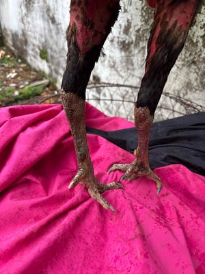 ga ô. Mua bán Gà tại Huyện Bình Chánh Tp Hồ Chí Minh được đăng bởi tran quang