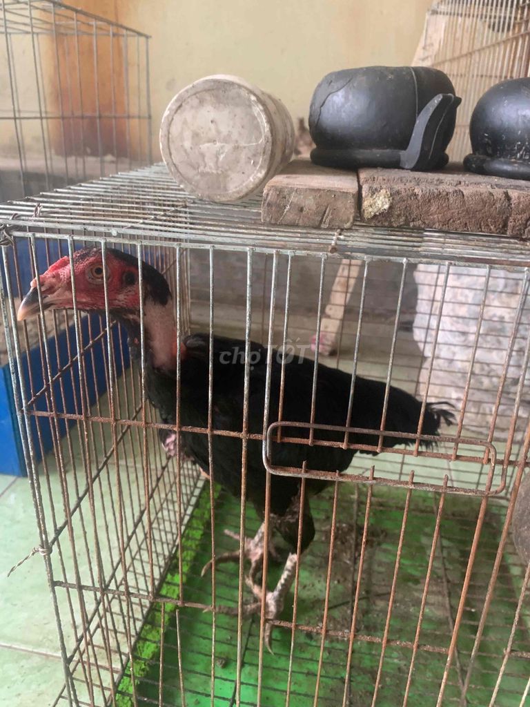 gà mái o 2ký 1 ae cần thì liên hệ. Mua bán Gà tại Quận Hải Châu Đà Nẵng được đăng bởi Hưng hình 1