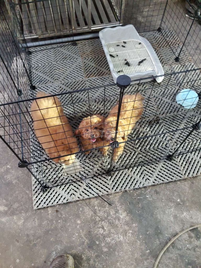 Chó nhà đẻ 2 đực 1 cái. Mua bán Chó tại Huyện Long Thành Đồng Nai được đăng bởi Phong hình 2