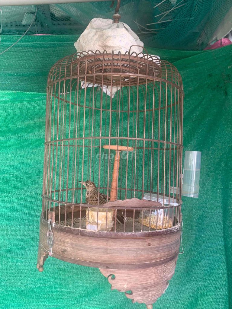 bộ Sơn ca 2 tháng Bổi. Mua bán Chim tại Quận 4 Tp Hồ Chí Minh được đăng bởi Chào Bạn hình 1