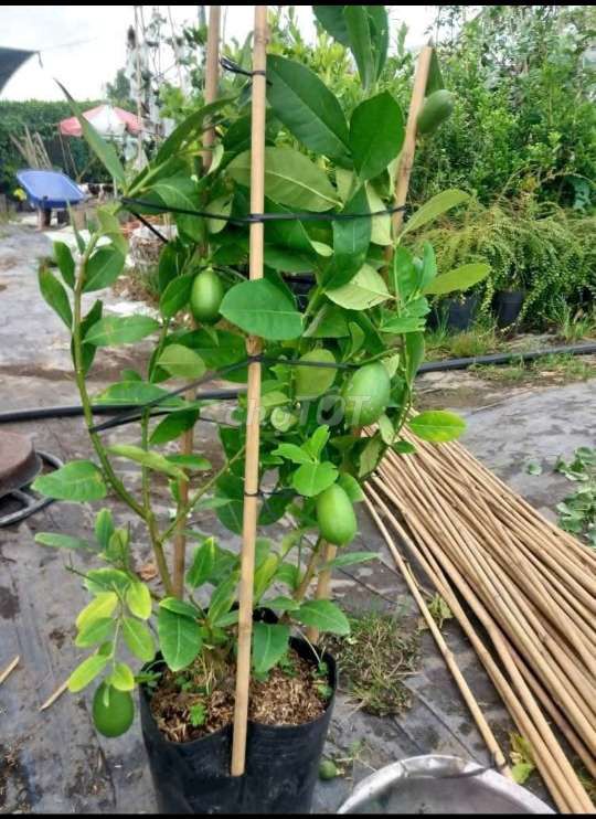 Cây chanh❤️, trái dài💚, đầu nhọn🧡 , to