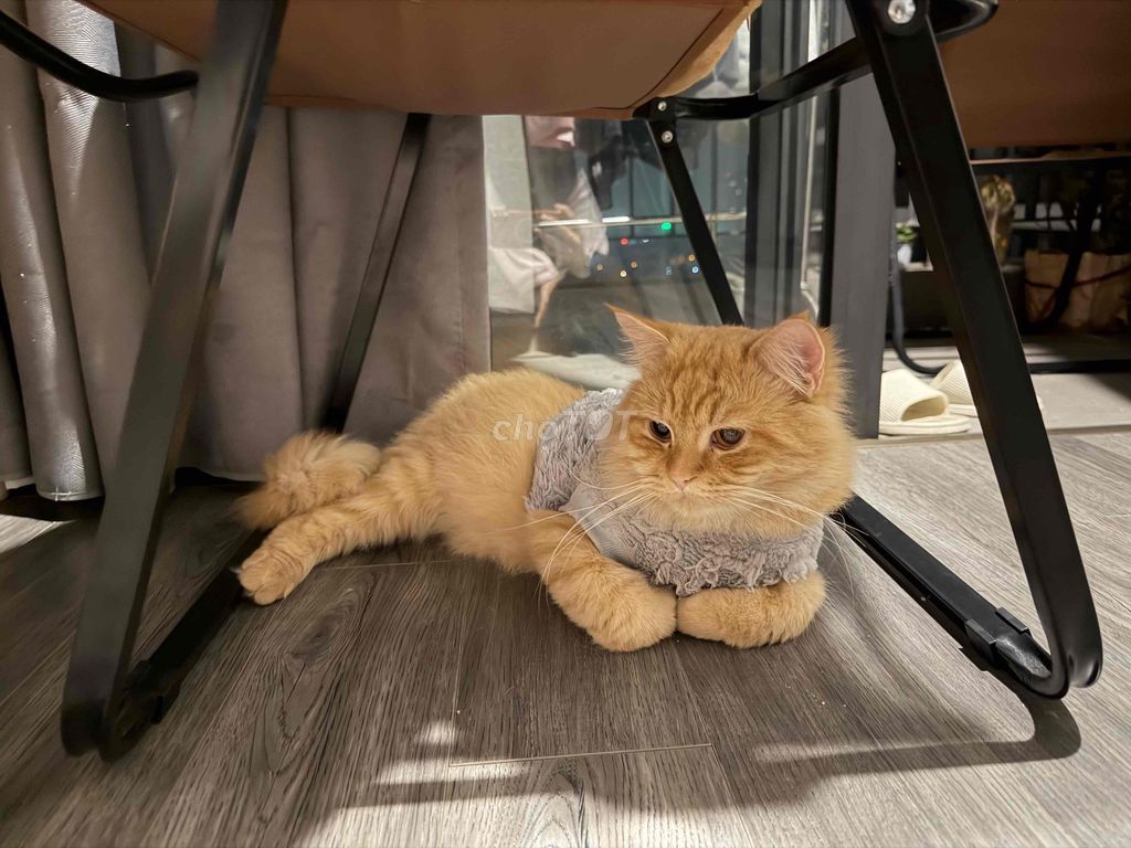 Mèo Cam. Mua bán Mèo tại Huyện Gia Lâm Hà Nội được đăng bởi Bui Khanh Phuong hình 1