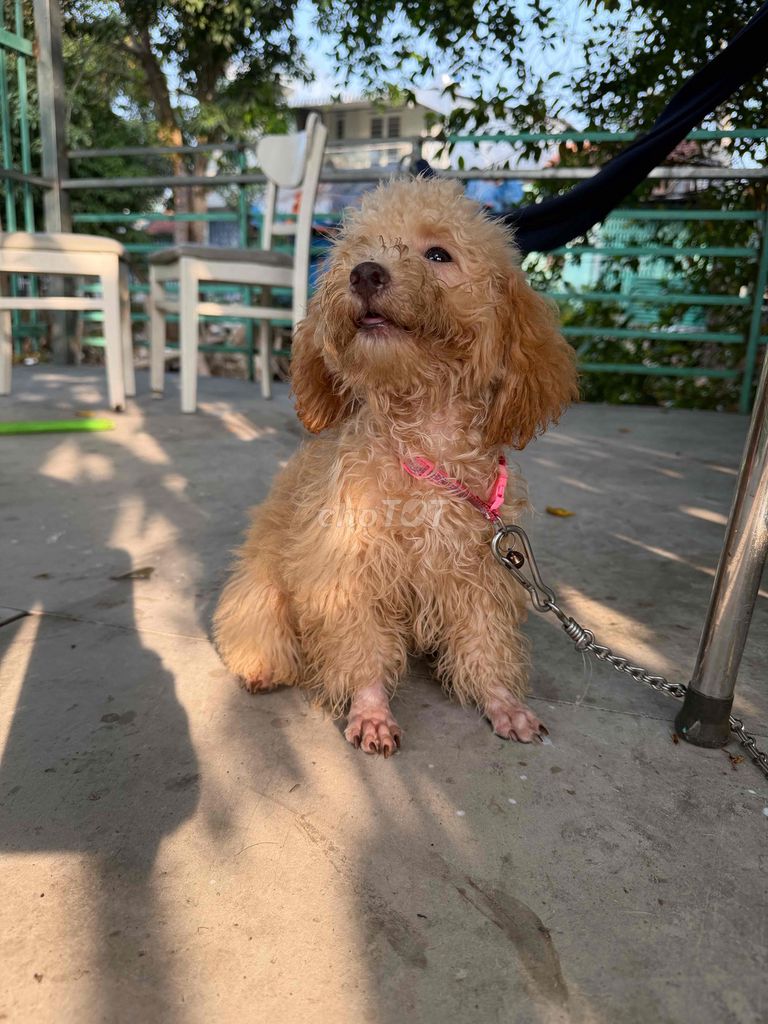 Chó Poodle Mini cái 6 tháng. Mua bán Chó tại Thành phố Long Xuyên An Giang được đăng bởi thu hình 1