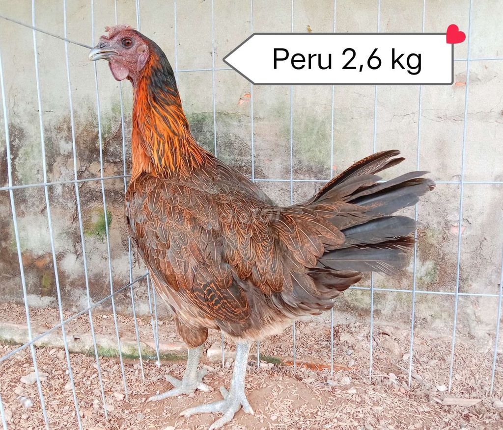 Peru gặt trạng 2k8