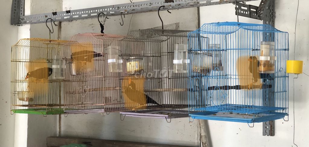 Lồng chim sắt nhiều màu. Mua bán Phụ kiện, Thức ăn, Dịch vụ tại Quận Bình Thạnh Tp Hồ Chí Minh được đăng bởi Viet hình 1