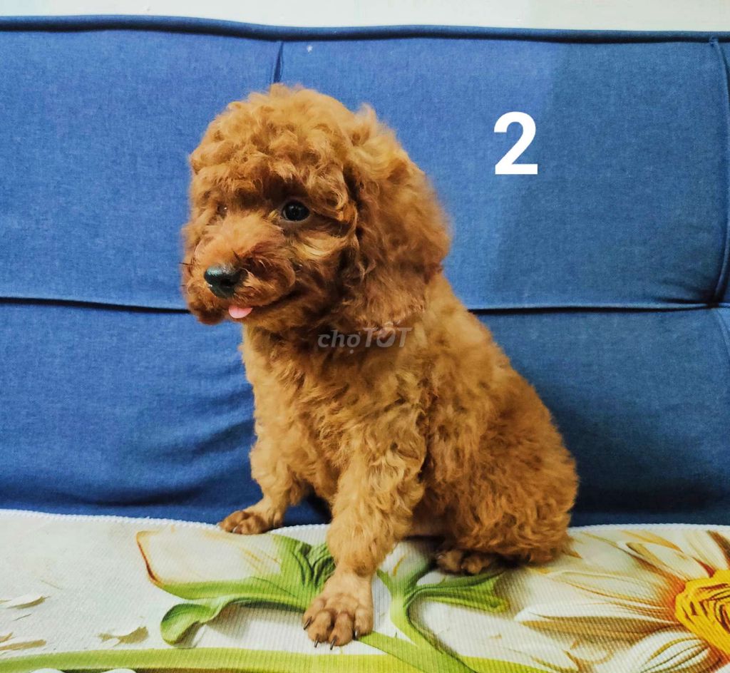 Gả 3 bé Poodle thuần chủng Đực