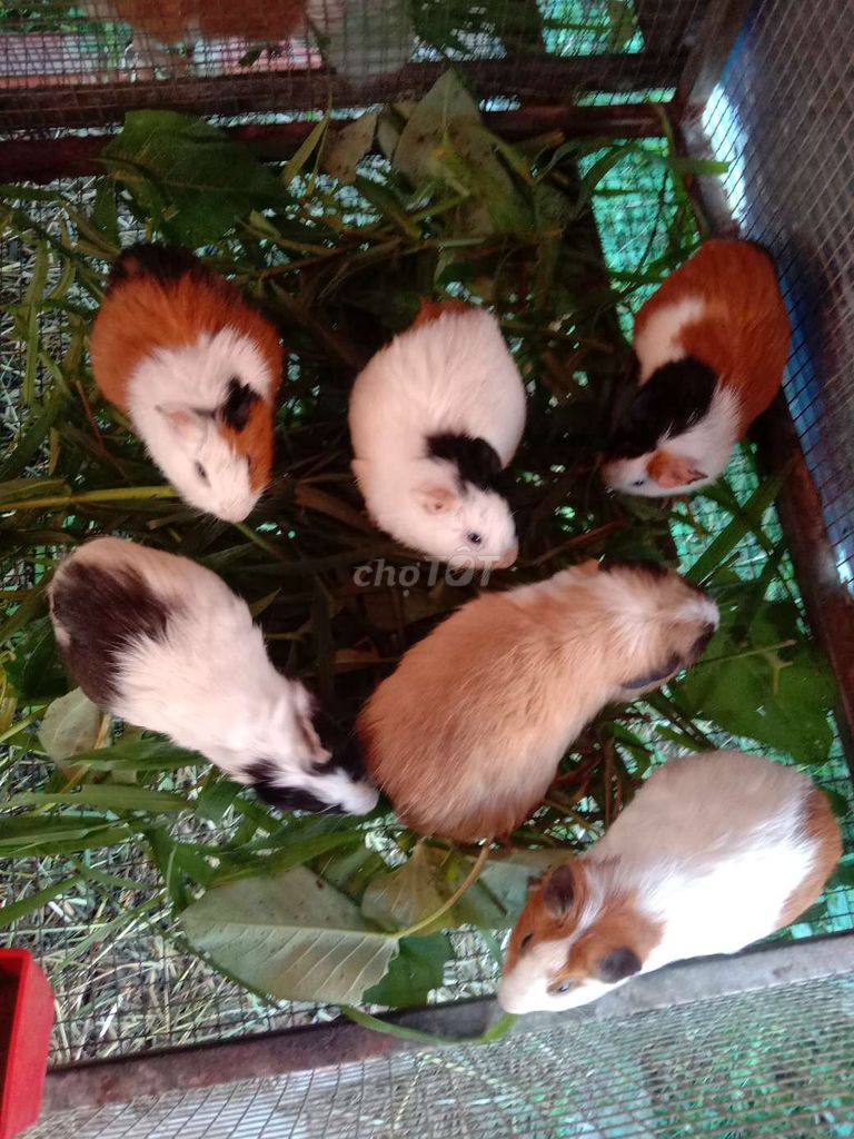 Bọ Ú Nhiều màu Việt, Thái, Mỹ. Mua bán Thú cưng khác tại Huyện Cái Bè Tiền Giang được đăng bởi Bọ Ú Vườn thú tại home  hình 1