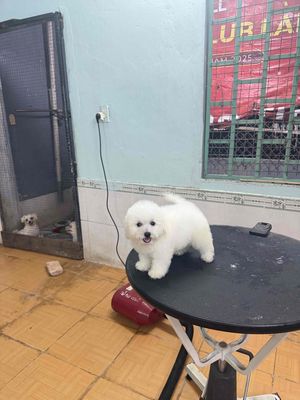 Chó Bichon Mini Trắng đã tiêm vacxin