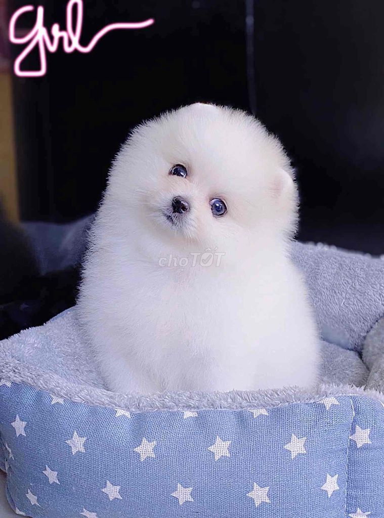 pomeranian super tecup