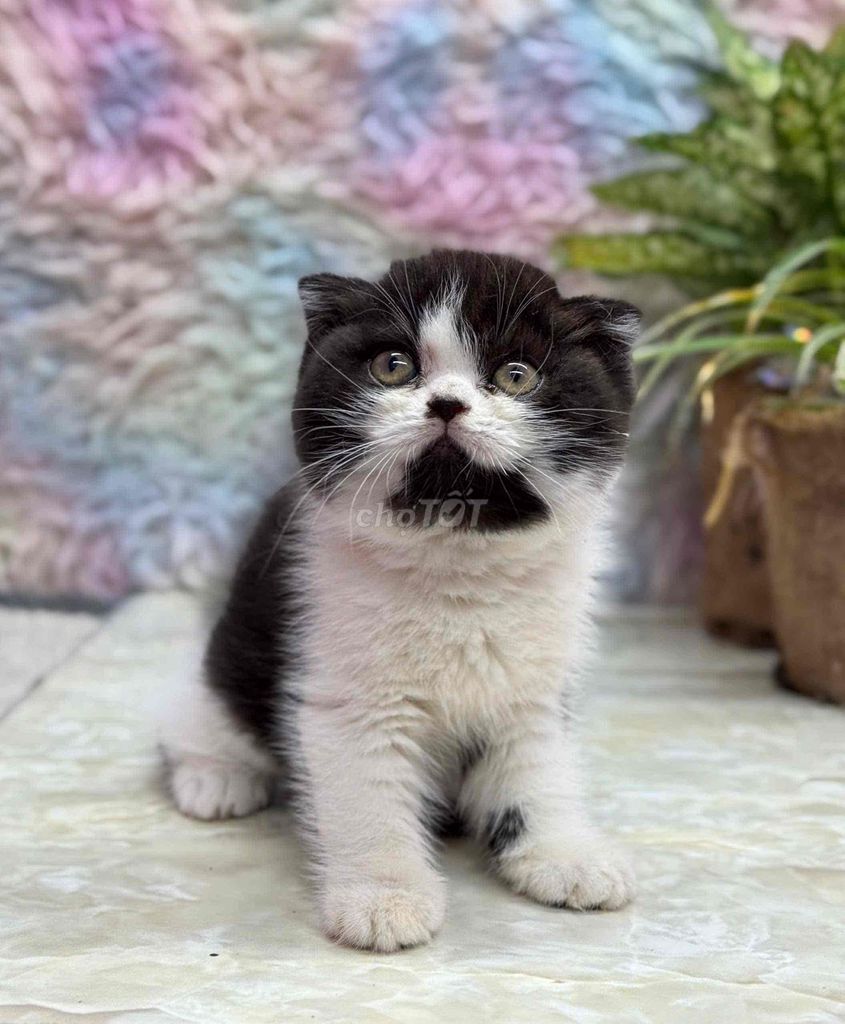 nhiều giống mèo thuần. Mua bán Mèo tại Thành phố Thủ Đức Tp Hồ Chí Minh được đăng bởi minh chiến hình 1