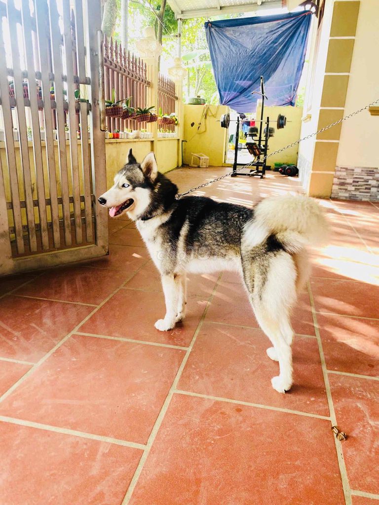 Chó Husky sibir 18-25kg. Mua bán Chó tại Huyện Thạch Thất Hà Nội được đăng bởi Tài hình 1