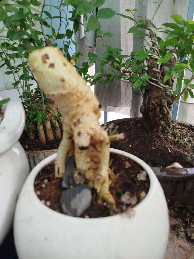 Cây dúi quái thú. Mua bán Cây cảnh, đồ trang trí tại Quận 1 Tp Hồ Chí Minh được đăng bởi tú hình 2