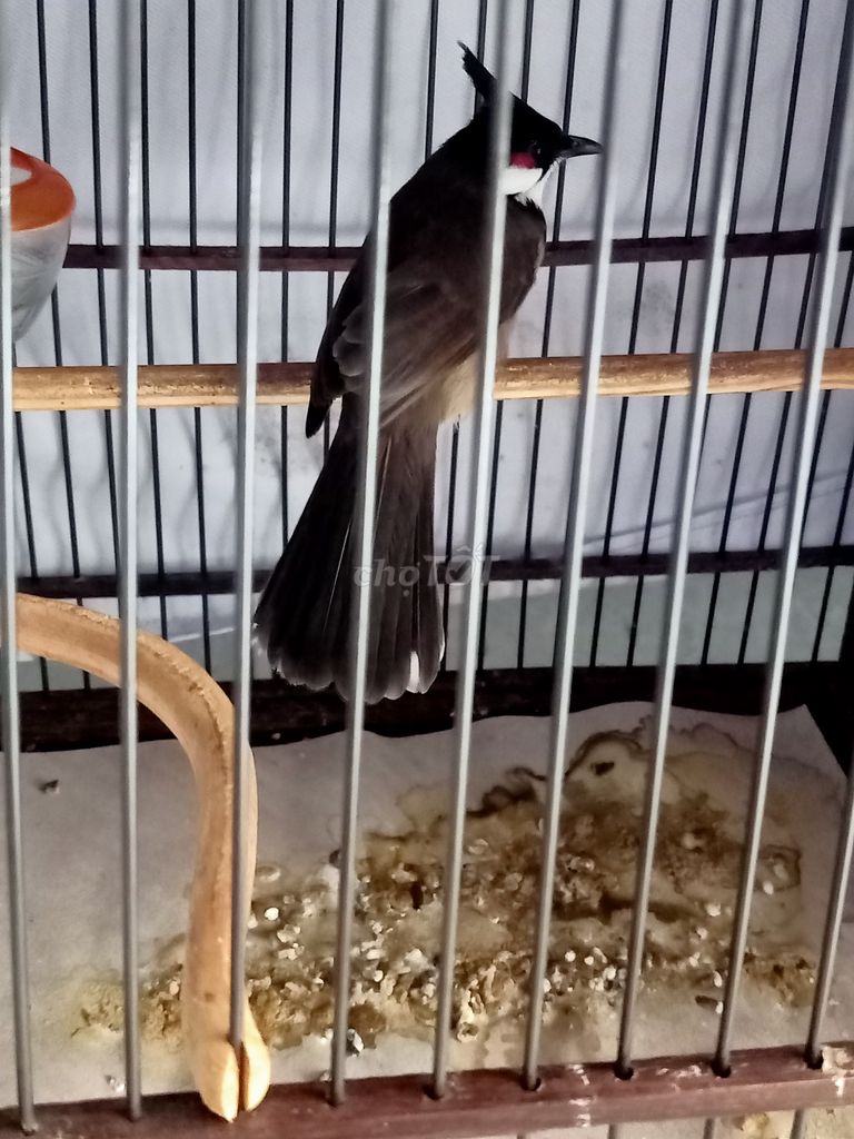 Chim chào mào trống 1 năm lồng. Mua bán Chim tại Huyện Hóc Môn Tp Hồ Chí Minh được đăng bởi Tên chưa cung cấp hình 1