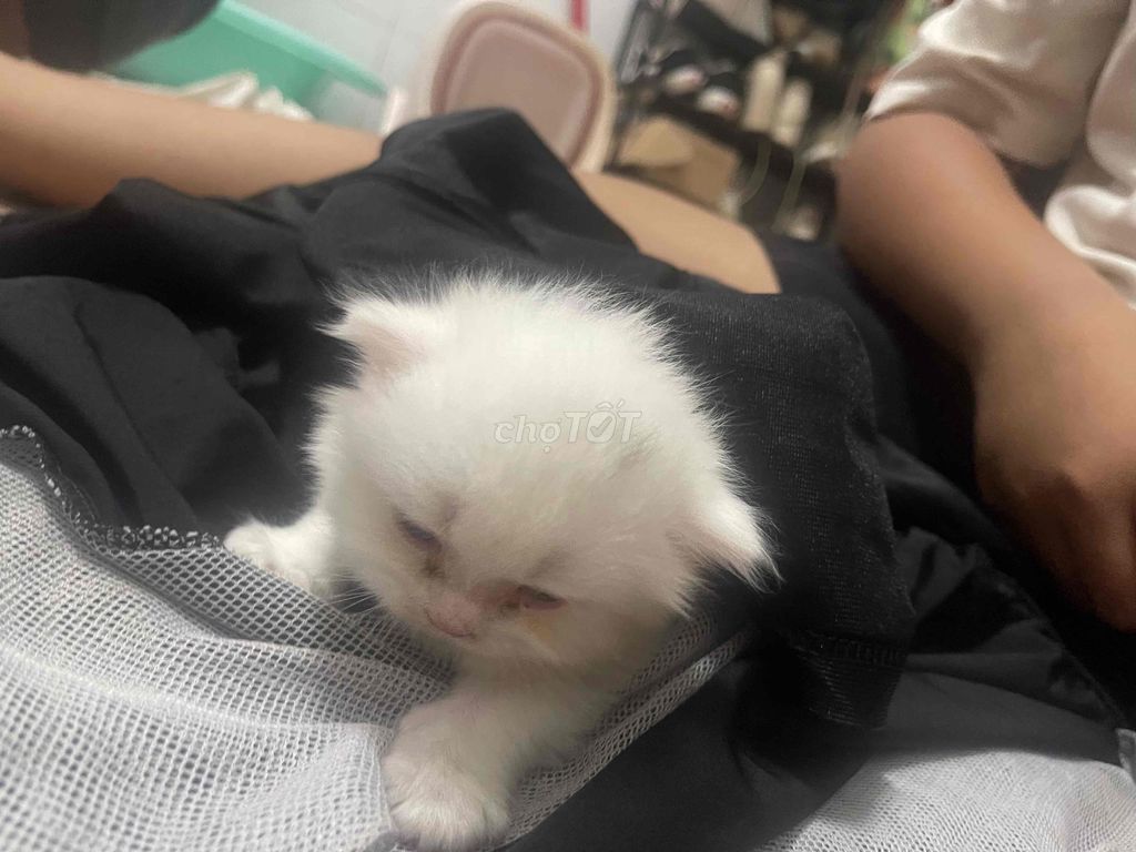 Mèo nhà đẻ cần tìm chủ mới ạ