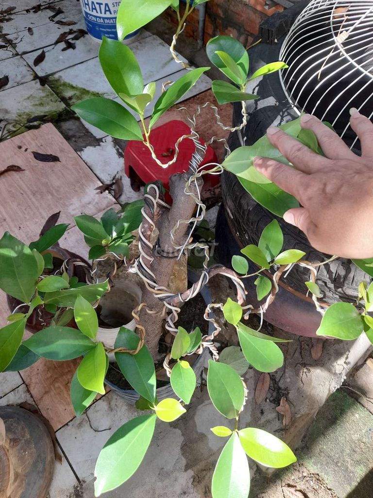 Cây cảnh Bonsai Cây si. Mua bán Cây cảnh, đồ trang trí tại Quận Tân Bình Tp Hồ Chí Minh được đăng bởi PHƯƠNG NAM hình 1