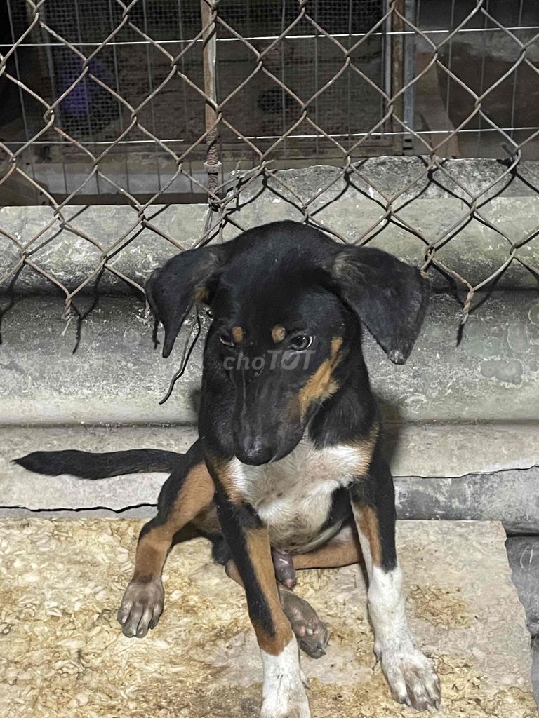 chó săn có xoáy lưng do. Mua bán Chó tại Huyện Long Thành Đồng Nai được đăng bởi Nguyễn Quang Trực hình 3