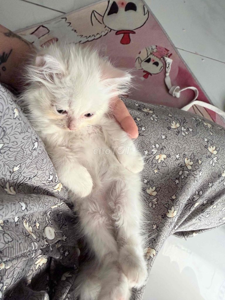 Mèo con Mainecoon nhà trồng. Mua bán Mèo tại Huyện Gia Lâm Hà Nội được đăng bởi Củ cảiii hình 1