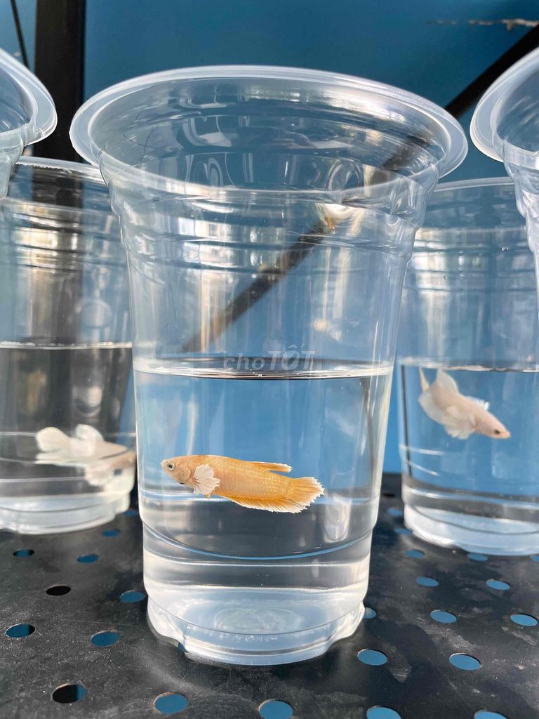 Bán cá betta các loại. Mua bán Thú cưng khác tại Huyện Hóc Môn Tp Hồ Chí Minh được đăng bởi Trần Bảo Châu hình 3