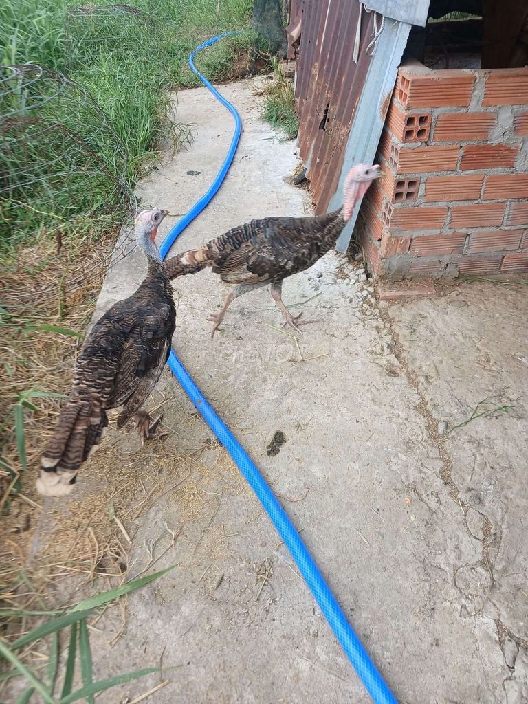 Gà tây trống. Mua bán Gà tại Huyện Đức Hòa Long An được đăng bởi trantu hình 1