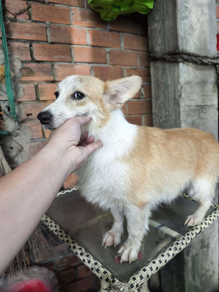 Chó Corgi đực vàng trắng. Mua bán Chó tại Huyện Củ Chi Tp Hồ Chí Minh được đăng bởi Nguyễn Văn Trí Dũng hình 1