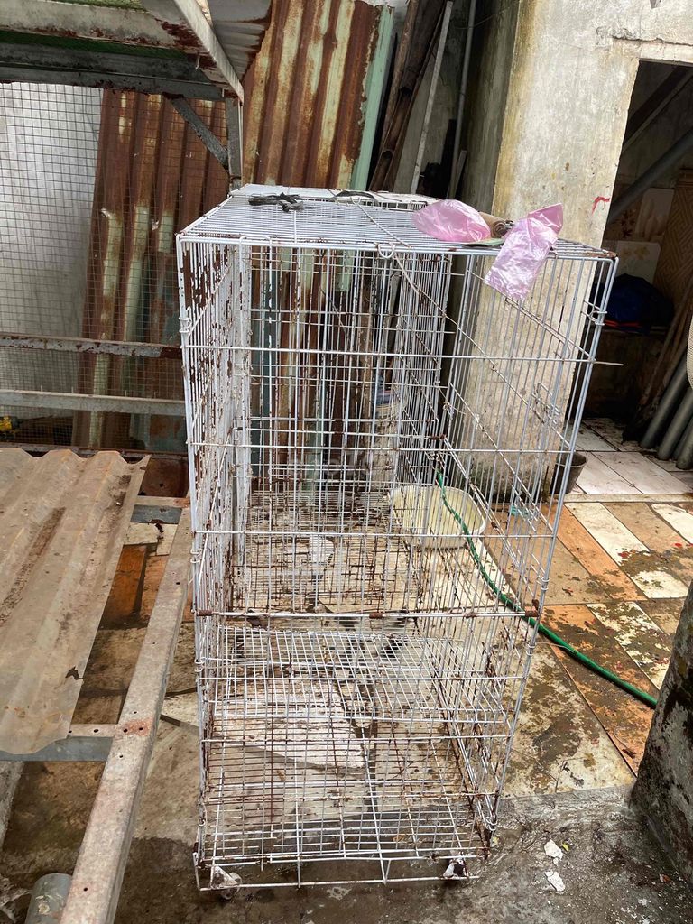 Chuồng mèo 3 tầng Kim loại Trắng. Mua bán Phụ kiện, Thức ăn, Dịch vụ tại Huyện Thường Tín Hà Nội được đăng bởi shop đất thường tín hình 1