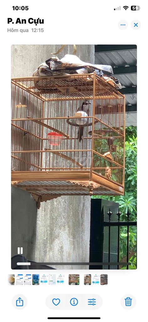 Chim chào mào gần 1 mùa. Mua bán Chim tại Thành phố Huế Thừa Thiên Huế được đăng bởi Nguyennhan hình 1