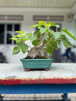 Cần bán cây lâm vồ bonsai. Mua bán Cây cảnh, đồ trang trí tại Quận 12 Tp Hồ Chí Minh được đăng bởi Tân