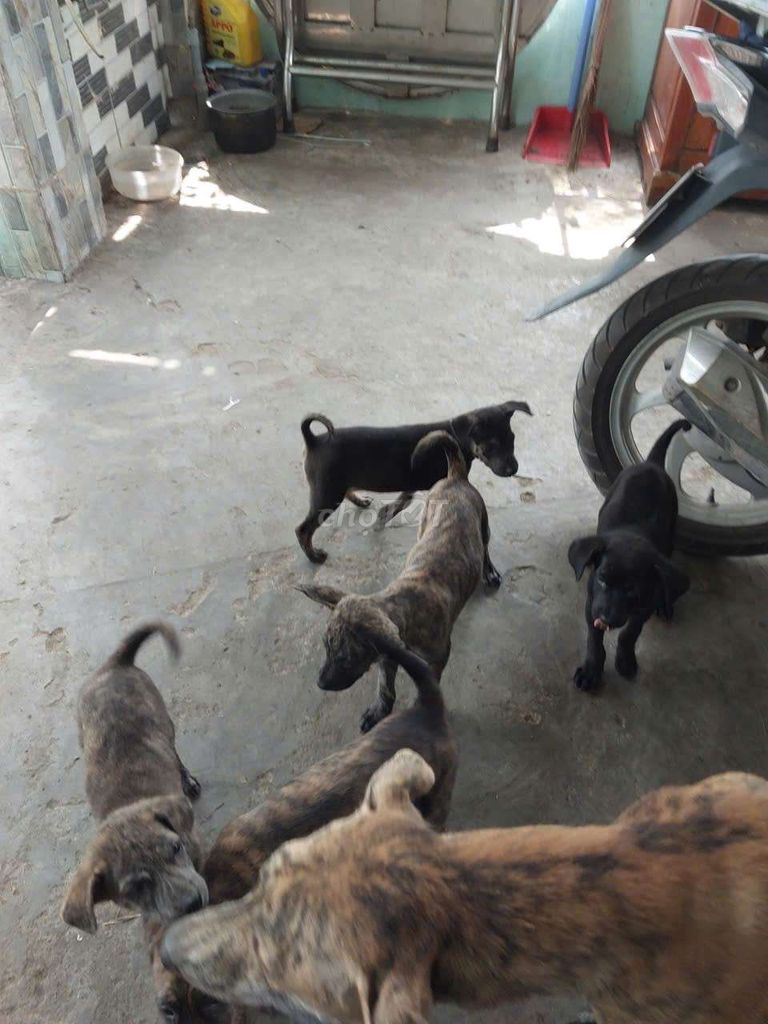 Chó Phú Quốc Vện. Mua bán Chó tại Huyện Nhơn Trạch Đồng Nai được đăng bởi Văn Tú hình 1