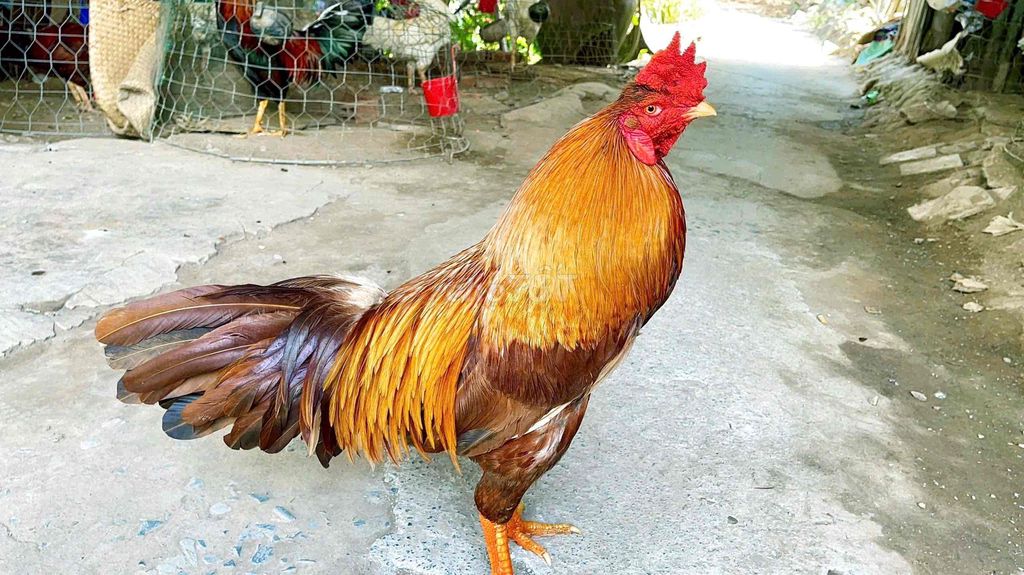 GÀ KHÉT 3k4G. Mua bán Gà tại Thị xã Bình Minh Vĩnh Long được đăng bởi Gà Danh hình 1