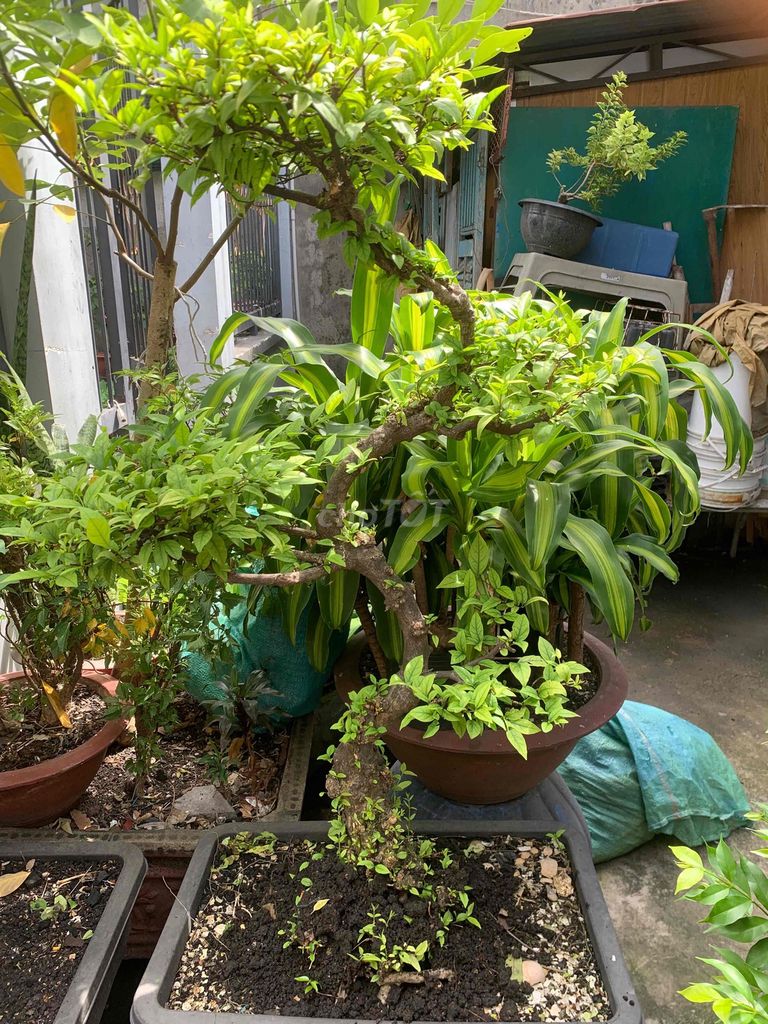Cây cảnh Mai Chiếu Thủy Bonsai gốc như hình. Mua bán Cây cảnh, đồ trang trí tại Huyện Hóc Môn Tp Hồ Chí Minh được đăng bởi Santori  hình 1