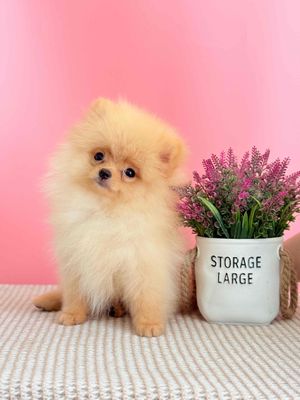 Phốc sóc thuần chủng ( pomeranian, phóc sóc ). Mua bán Chó tại Quận Ninh Kiều Cần Thơ được đăng bởi Nguyễn Dương