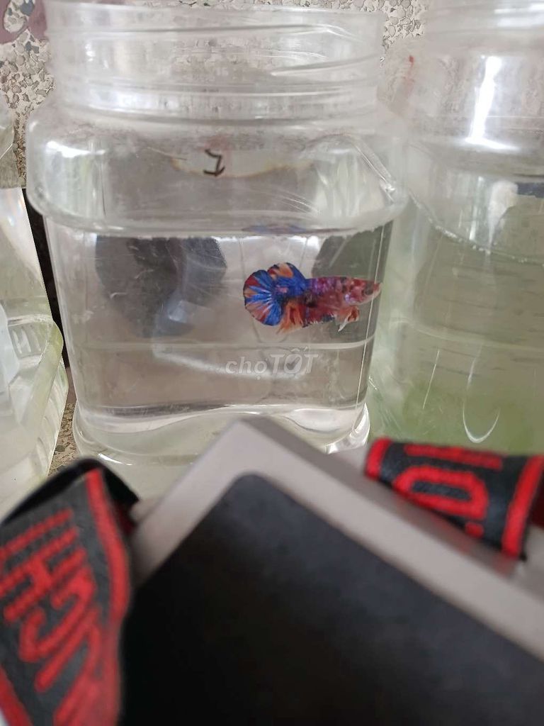 Cá betta 7. Mua bán Thú cưng khác tại Huyện Trà Ôn Vĩnh Long được đăng bởi Hồng Thúy hình 2