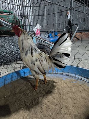 Cặp gà đang trên quận 5 ae ai ưng e chia lại. Mua bán Gà tại Quận 5 Tp Hồ Chí Minh được đăng bởi triệu